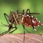 Dengue-Mosquito