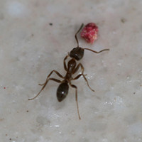 S. Rae from Scotland, UK File:Linepithema_humile_(Argentine_Ant)_-_Flickr_-_S._Rae.jpg