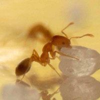 Pharaoh Ants - Julian.szulc [CC BY 3.0 (https://creativecommons.org/licenses/by/3.0)]