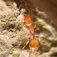 Thief Ants - Mangodreads [CC BY-SA 4.0 (https://creativecommons.org/licenses/by-sa/4.0)]