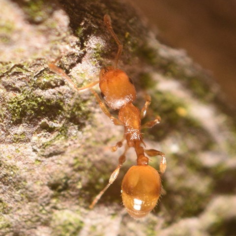 Thief Ants - Mangodreads [CC BY-SA 4.0 (https://creativecommons.org/licenses/by-sa/4.0)]