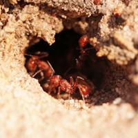 Harvester Ants - Mike Lewinski from Tres Piedras, NM, United States [CC BY 2.0 (https://creativecommons.org/licenses/by/2.0)]