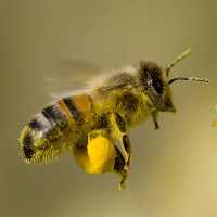 Honey Bee Thumbnail by P.manchev - Public Domain